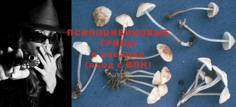 Галлюциногенные грибы Psilocybe  купить  сайты  Кирово-Чепецк 